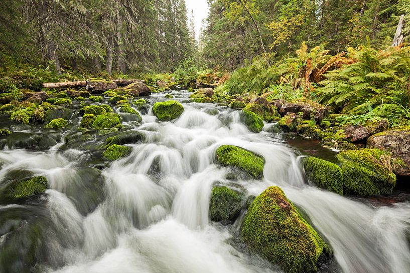 puissant ruisseau Njupån dans le parc national de Fulufjället , Suède. par Jiri Viehmann
