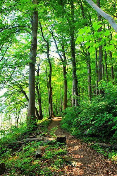 Fraîcheur printanière par Ostsee Bilder
