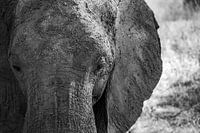 Gros plan sur un éléphant dans le parc national de Tarangire