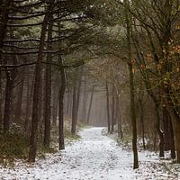 Waldweg mit Schnee