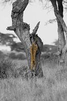 Leopard springt aus dem Baum