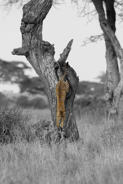 Leopard springt aus dem Baum von Nils Toonen