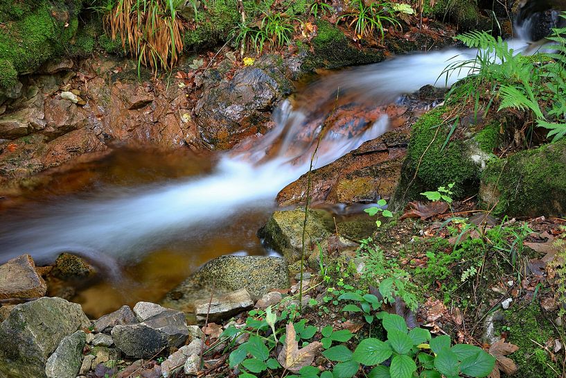Brook near the southern Black Forest by Dieter Fischer