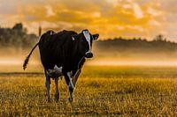 Sunset at the farm #4