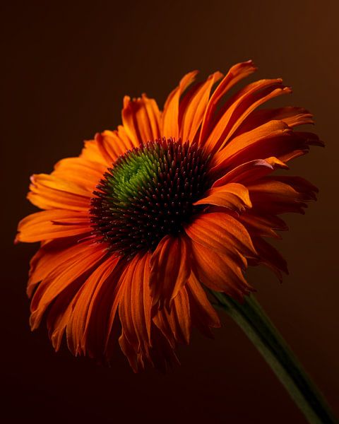 Eine orangefarbene Echinacea (Sonnenblume) mit ihrer Blüte im Licht von Marjolijn van den Berg