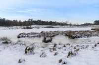 Hatertse und Overasseltse Vennen an einem schönen Wintermorgen mit Raureif.