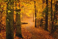 Forêt d'automne dorée