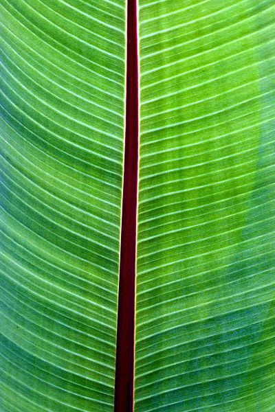 Bananenblatt Poesie in Grün von Silva Wischeropp