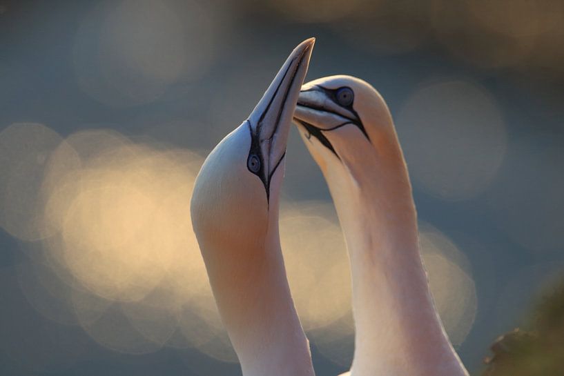 Gannets Helgoland Island Germany by Frank Fichtmüller