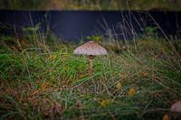 Herbstfarben des Schwarzwassers