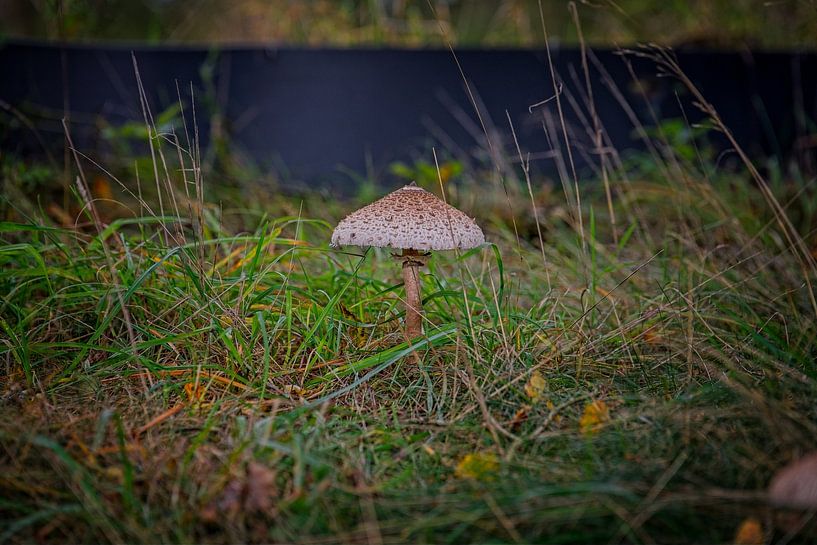 Autumn colours of the Black Water by Jos Saris