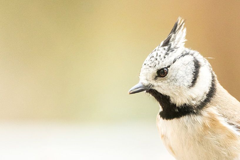 Nahaufnahme einer Haubenmeise von Danny Slijfer Natuurfotografie