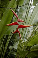 Bird of paradise flower in tropical paradise