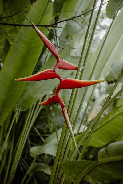 Bird of paradise flower in tropical paradise by Anouk Strijbos