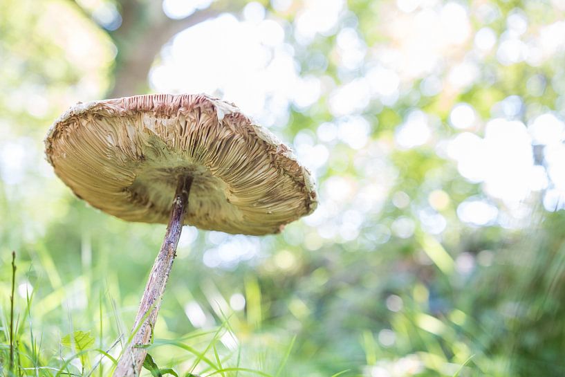 Oude paddenstoel von Tess Smethurst-Oostvogel