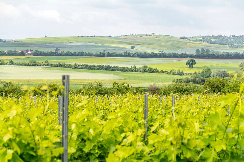 La région viticole de Rheinhessen au printemps par Achim Prill