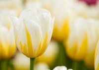 Tulpen uit Amsterdam