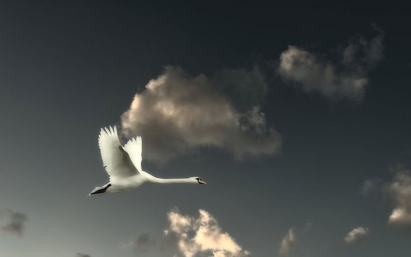 Der Schwan von Bert Seinstra