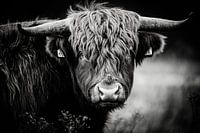 Schottischer Highlander