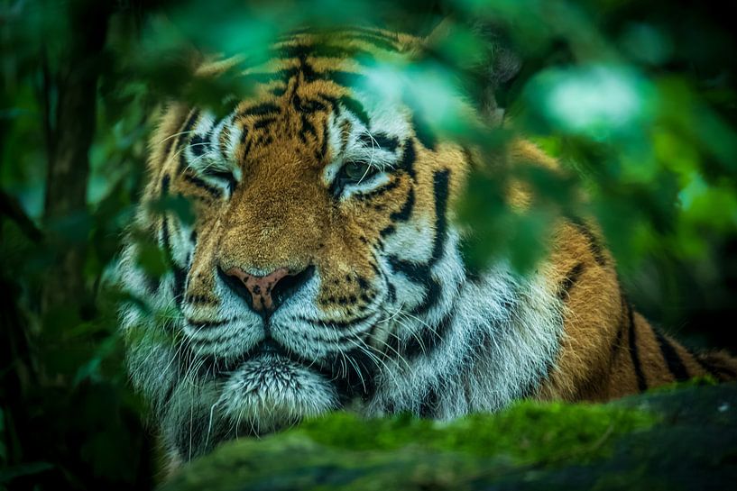 A tiger's wink. by Gianni Argese