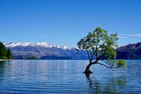 Wanaka Baum