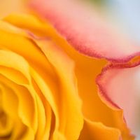 Van roos tot kunstwerk