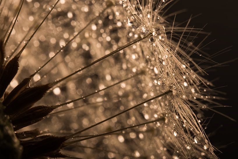 Schimmernde Tropfen auf dem &quot;goldenen&quot; Löwenzahnflaum von Marjolijn van den Berg