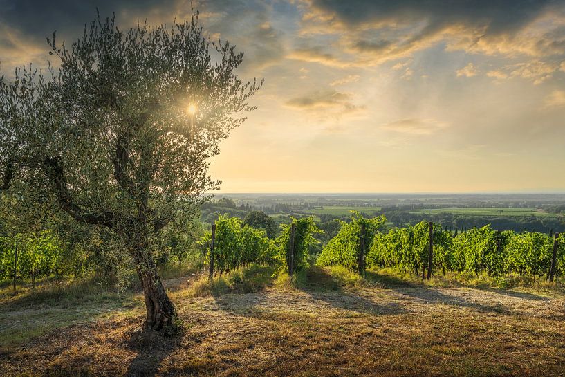 Weinberge von Bolgheri und ein Olivenbaum bei Sonnenuntergang, Toskana von Stefano Orazzini