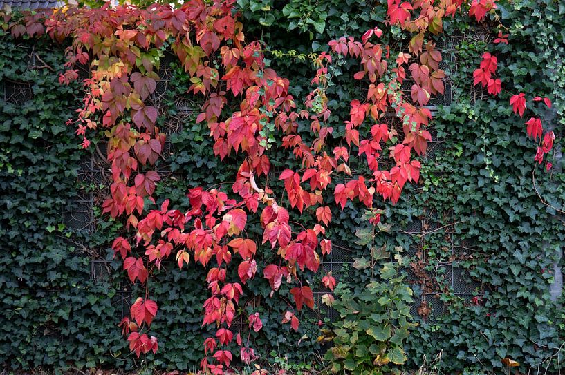 The colours of autumn in different splendours by Bianca Meyering Fotos - BMF