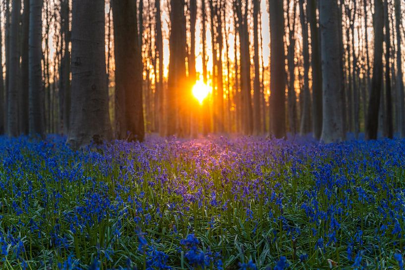 Zauberhafter Frühlings-Sonnenuntergang im zauberhaften Haller Wald, geschmückt mit einem Meer aus blühenden Waldhyazinthen. Das warme Licht der Sonne verschmilzt mit den zarten Farben der Frühlingsblumen zu einer malerischen Szene von natürlicher Pracht. Spazieren Sie mit uns durch diese bezaubernde Landschaft und erleben Sie die Harmonie zwischen Himmel und Erde, die in diesem atemberaubenden Foto festgehalten ist. Fangen Sie die Schönheit der Jahreszeiten ein und verleihen Sie Ihren Projekten einen Hauch von Frühling mit diesem bildschönen Sonnenuntergang im Haller Wald.   Schlagworte: Sonnenuntergang, Hallerbos, Frühling, Waldhyazinthen, blühend, natürliche Schönheit, Landschaft, Jahreszeiten, Fotografie, bezaubernd, Farbspritzer, natürliche Harmonie, Blumenmeer, Gelassenheit. von Reezyard