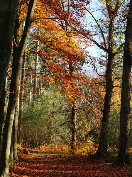 Autumn wood by Odette Kleeblatt