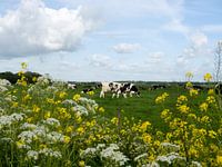 | Kühe auf dem niederländischen Lande
