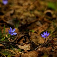 Blaue Frühlingsblumen