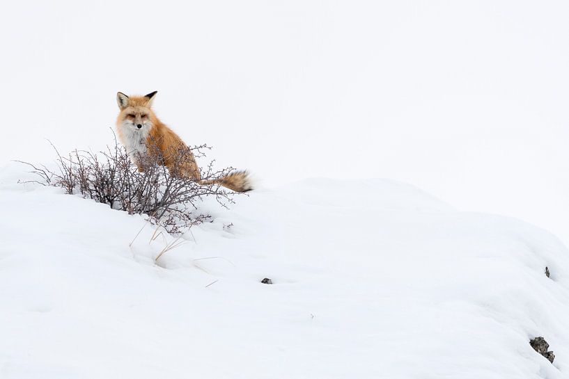 Rotfuchs ( Vulpes vulpes ) auf einem Hügel im Schnee par wunderbare Erde
