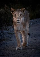 Löwin von der Front in Namibia