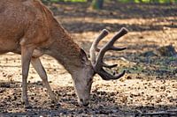 Ein Hirsch schnüffelt zwischen den Kiefernzapfen am Boden