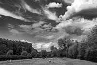 paysage avec moutons en pâturage