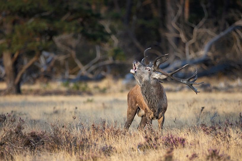 Cerf de Virginie dans le soleil du soir par Gregory & Jacobine van den Top Nature Photography
