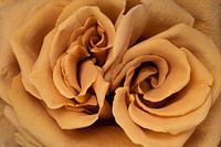 Brown Rose