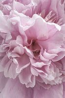 Makroaufnahme einer rosa Pfingstrose in voller Blüte, Bild 2