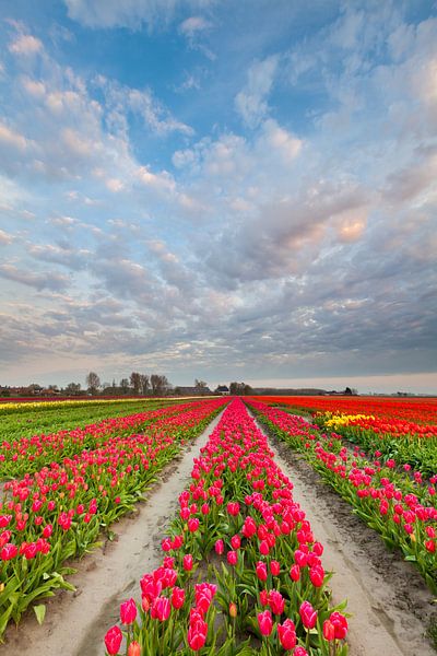 Zwiebelfeld in Groningen von Ron Buist