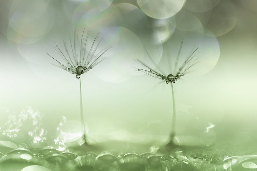 Löwenzahnflaum mit Wassertropfen grün von Patricia van Kuik