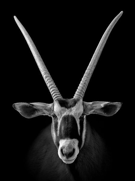African oryx (antelope) by Chi