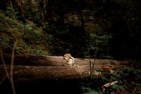 Écureuil sur un tronc d'arbre au Canada