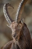 Alpensteenbok portrait