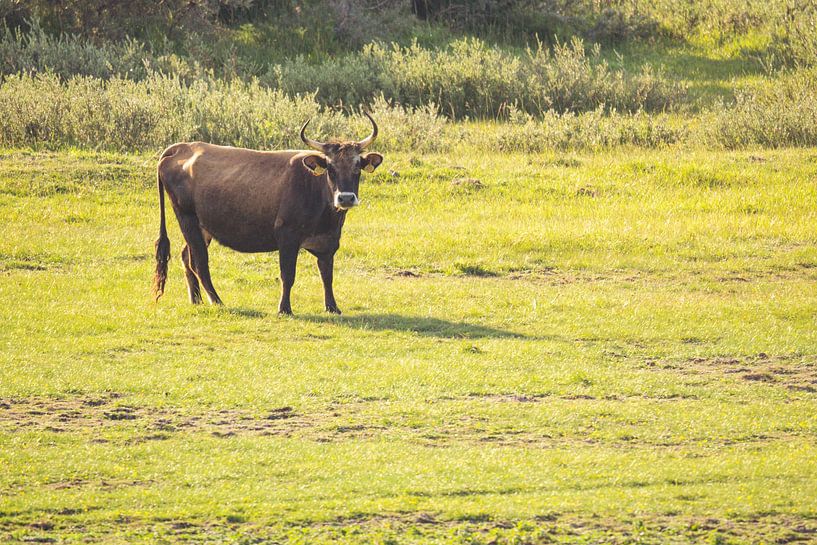 Heckrund auf der Suche von Louise Poortvliet