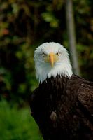 Pygargue à tête blanche d'Amérique