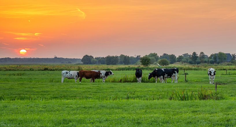 Sonnenuntergang mit Kühen im Polder von Connie de Graaf