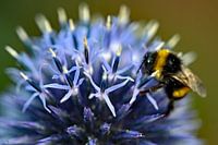 Bumble bee on ball thistle