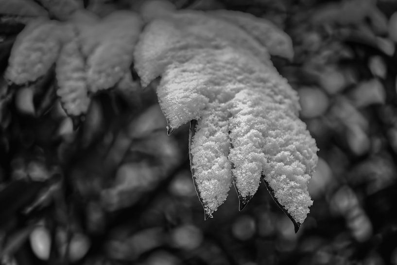 Erster feuchter Schnee von Frank Heinz